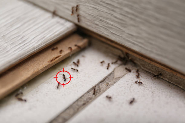 Best Exterminator Services  in Briar, TX