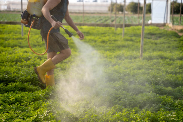 Reliable Briar, TX Pest Control Solutions